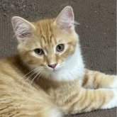 ノルウェージャンフォレストキャット