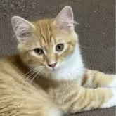 ノルウェージャンフォレストキャット