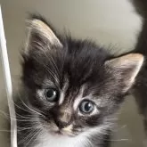 ノルウェージャンフォレストキャット