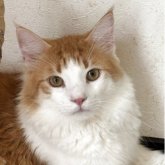 ノルウェージャンフォレストキャット