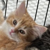 ノルウェージャンフォレストキャット