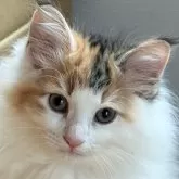 ノルウェージャンフォレストキャット