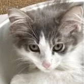 ノルウェージャンフォレストキャット