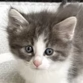 ノルウェージャンフォレストキャット