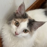ノルウェージャンフォレストキャット