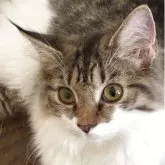 ノルウェージャンフォレストキャット
