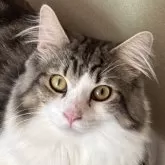 ノルウェージャンフォレストキャット