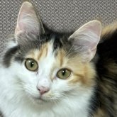 ノルウェージャンフォレストキャット