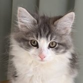 ノルウェージャンフォレストキャット