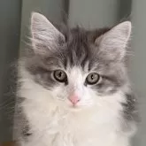 ノルウェージャンフォレストキャット