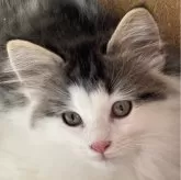 ノルウェージャンフォレストキャット