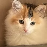 ノルウェージャンフォレストキャット