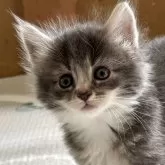 ノルウェージャンフォレストキャット