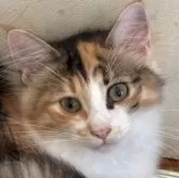 ノルウェージャンフォレストキャット