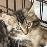 ノルウェージャンフォレストキャット