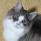 ノルウェージャンフォレストキャット