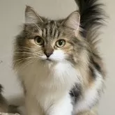 ノルウェージャンフォレストキャット