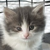 ノルウェージャンフォレストキャット