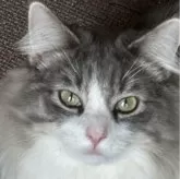 ノルウェージャンフォレストキャット【福島県・男の子・2024年5月23日・ブルータビー&ホワイト】の写真1「目が大きい父似のイケメン」