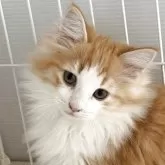 ノルウェージャンフォレストキャット