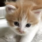 ノルウェージャンフォレストキャット