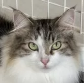 ノルウェージャンフォレストキャット