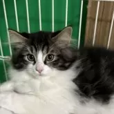 ノルウェージャンフォレストキャット