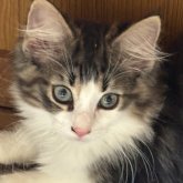 ノルウェージャンフォレストキャット