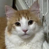 ノルウェージャンフォレストキャット
