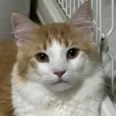 ノルウェージャンフォレストキャット