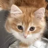 ノルウェージャンフォレストキャット