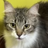 ノルウェージャンフォレストキャット