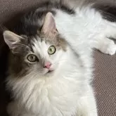ノルウェージャンフォレストキャット