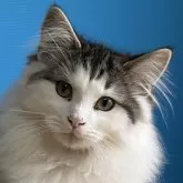 ノルウェージャンフォレストキャット