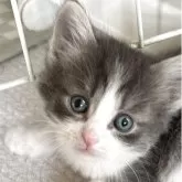 ノルウェージャンフォレストキャット