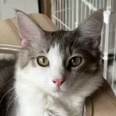 ノルウェージャンフォレストキャット