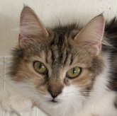 ノルウェージャンフォレストキャット