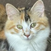 ノルウェージャンフォレストキャット