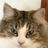 ノルウェージャンフォレストキャット【福島県・女の子・2024年9月27日・ブラウンマッカレルタビー&ホワイト】の写真2