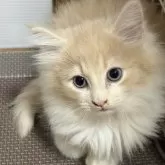 ノルウェージャンフォレストキャット【福島県・男の子・2025年10月3日・クリームタビー&ホワイト】の写真2