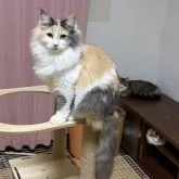 ノルウェージャンフォレストキャット【福島県・女の子・2025年4月21日・ダイリュートキャリコ】の写真2