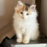 ノルウェージャンフォレストキャット【福島県・女の子・2025年10月3日・バンキャリコ】の写真2