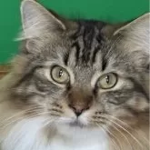 ノルウェージャンフォレストキャット【福島県・男の子・2025年3月13日・ブラウンクラシックタビー&ホワイト】の写真2「全身フサフサ」