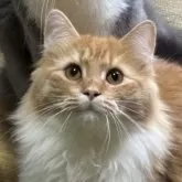 ノルウェージャンフォレストキャット【福島県・男の子・2025年3月13日・レッドマッカレルタビー&ホワイト】の写真3