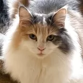 ノルウェージャンフォレストキャット【福島県・女の子・2025年4月21日・ダイリュートキャリコ】の写真3