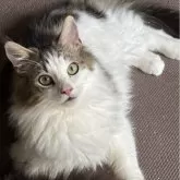 ノルウェージャンフォレストキャット【福島県・男の子・2024年9月27日・ブラウンクラシックタビー&ホワイト】の写真3