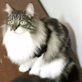 ノルウェージャンフォレストキャット【福島県・女の子・2024年5月23日・ブラウンクラシックタビー&ホワイト】の写真3