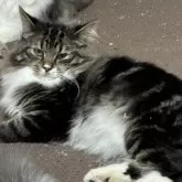 ノルウェージャンフォレストキャット【福島県・男の子・2024年6月3日・ブラウンクラシックタビー&ホワイト】の写真3