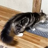 ノルウェージャンフォレストキャット【福島県・男の子・2025年3月13日・ブラウンクラシックタビー&ホワイト】の写真3