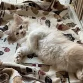 ノルウェージャンフォレストキャット【福島県・男の子・2025年10月3日・クリームタビー&ホワイト】の写真3